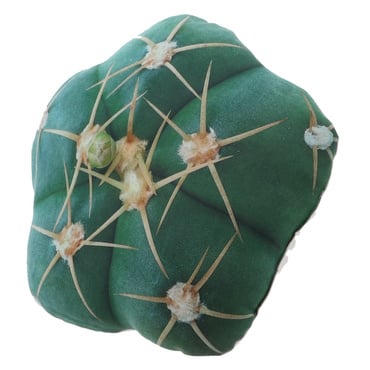 デザートプラントクッション A